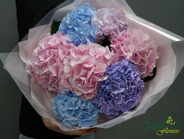 Bouquet of 7 colorful hydrangeas (On order 5 days) photo